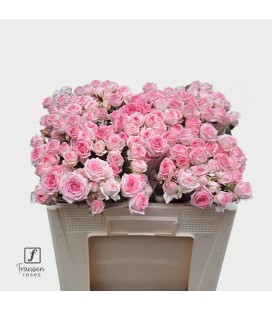 Rose Branchue Kate Lynn 50 cm