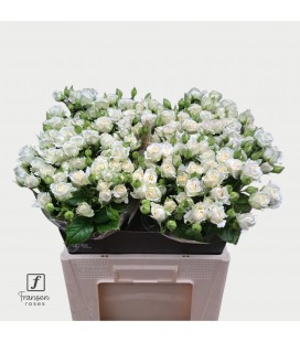 Rose Branchue Josephine 60 cm