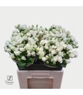 Rose Branchue Josephine 60 cm