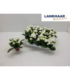 Kalankoe blanc Ø 7