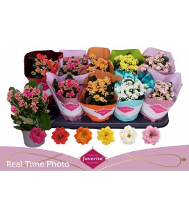 Kalanchoe Ø10.5 mix 6 coul