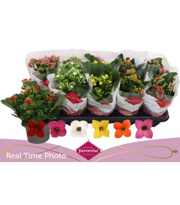 Kalanchoe mix 6 coul Ø 10.5