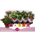Kalanchoe mix 6 coul Ø 10.5