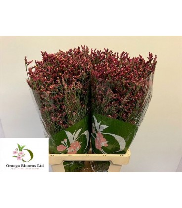 Limonium scarlette diamond 60 cm