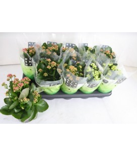 Kalanchoe mix 6 coul Ø 12