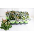 Kalanchoe mix 6 coul Ø 12