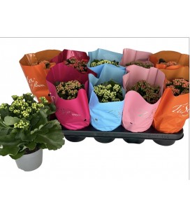 Kalanchoe Ø 12