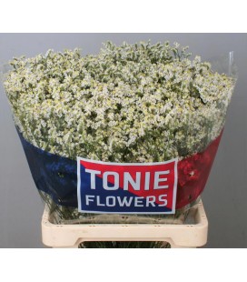 Limonium Clear Diamond 70 cm