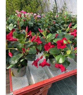 Dipladenia pot 13  Rouge