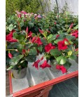 Dipladenia pot 13  Rouge