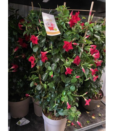 Dipladenia espalier mix Ø 25