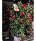 Dipladenia espalier mix Ø 25