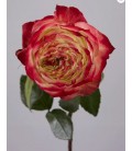 Rose Equat Appel Jack 50 cm x 25