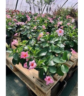 Dipladenia Rose Clair Ø 24
