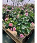 Dipladenia Rose Clair Ø 24