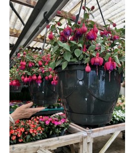 Fuchsia Suspension FR