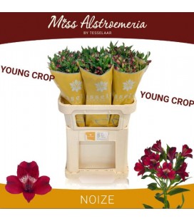 Alstromeria Noize 