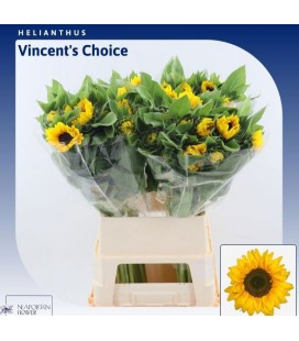 Tournesol Vin Choise 90 cm