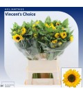 Tournesol Vin Choise 90 cm
