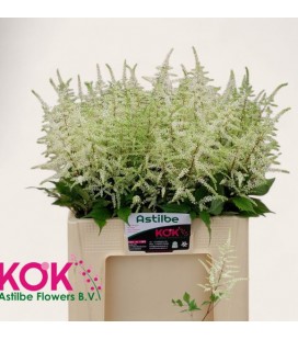 Astilbe Washington 60 cm