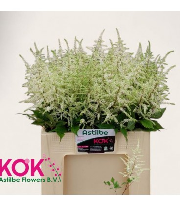 Astilbe Washington