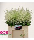 Astilbe Washington 60 cm