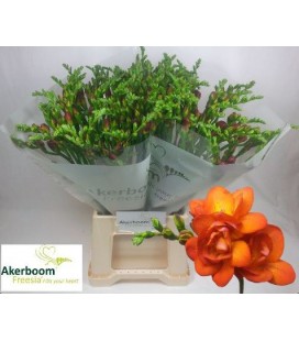 Freesia Mandarine