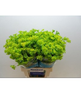Buplerum 70 cm