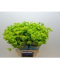 Buplerum 70 cm