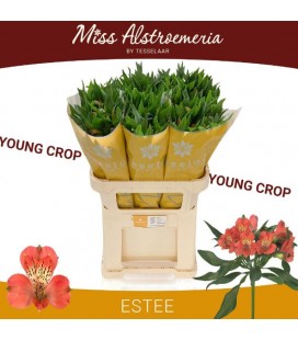 Alstromeria Estee