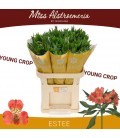 Alstromeria Estee