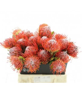 Nutans tango 40 Cm