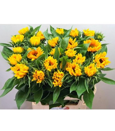 Tournesol Sunrisch gold 60 cm