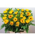 Tournesol Sunrisch gold 80 cm