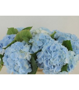 Hortensia M ch Verena Bleu 50 cm