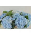 Hortensia M ch Verena Bleu 50 cm