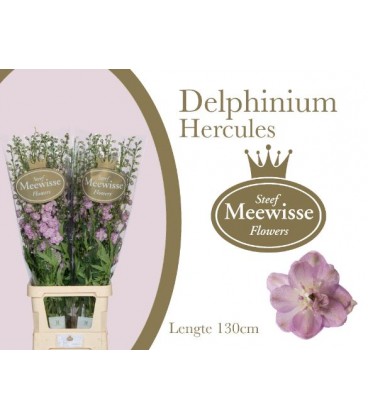 Delphinium Dew Hercule 90 cm