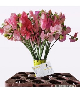 Pois de senteur susnch pink 40 cm