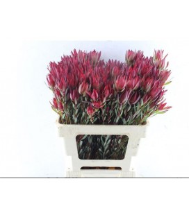 Leucadendron blush 60 cm
