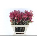 Leucadendron blush 60 cm