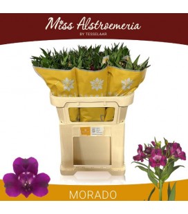 Alstromeria Morado