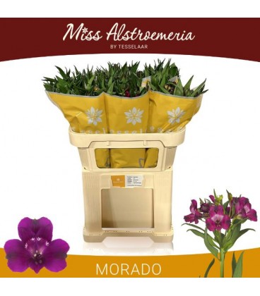 Alstromeria Morado