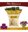 Alstromeria Morado
