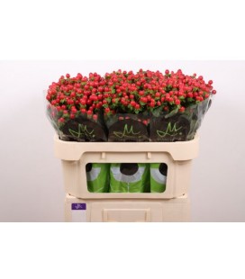 Hypericum Tomato Flair 70 cm