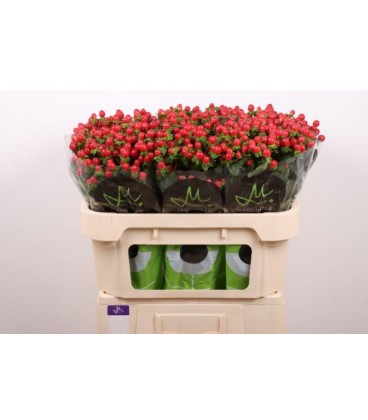 Hypericum Tomato Flair 70 cm