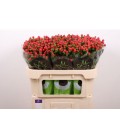 Hypericum Tomato Flair 70 cm
