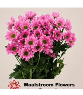 Chrysantheme Rihanna x 5