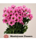 Chrysantheme Rihanna x 5