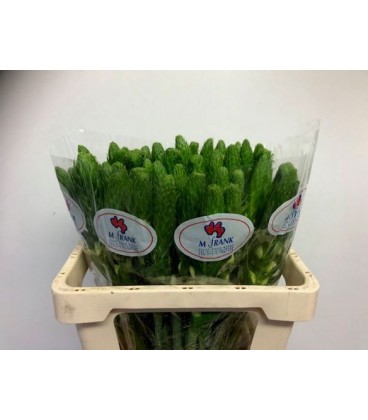Ornithogalum Thy White Star 40 cm