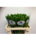 Ornithogalum Thy White Sta 50/55 cm